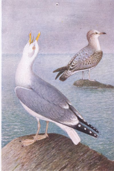 Herring Gull, Postcard, 1930s by Hendrik Gronvold