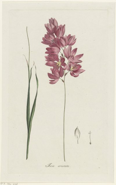 Ixia patens Aiton, Ixia aristata (title on object) by Hendrik Schwegman