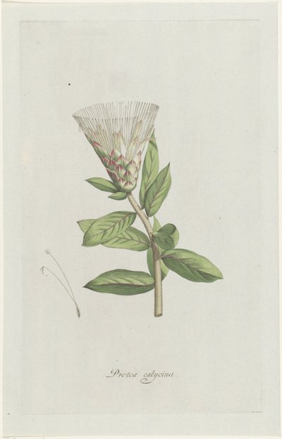 Protea (Protea calycina) by Hendrik Schwegman