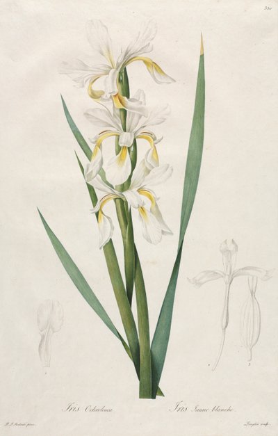 Gold-banded Iris by Pierre Joseph Redouté