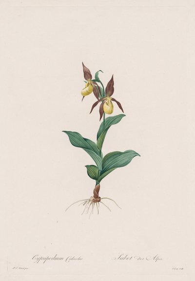 Les Liliacées: Cypripedium calceolus by Pierre Joseph Redouté