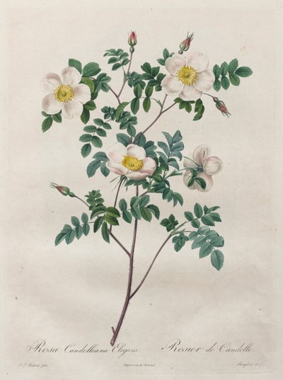 The Roses: Rosa Candolleana Elegans by Pierre Joseph Redouté