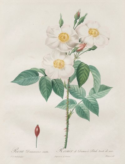 Les Roses: Rosa Damascena, subalba, 1817-1824 by Pierre Joseph Redouté