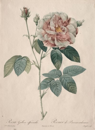 Les Roses: Rosa Gallica by Pierre Joseph Redouté