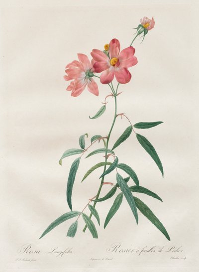 Les Roses: Rosa Longifolia, 1817-1824 by Pierre Joseph Redouté