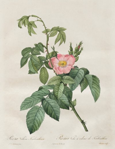 Les Roses: Rosa Villosa Terebenthina by Pierre Joseph Redouté