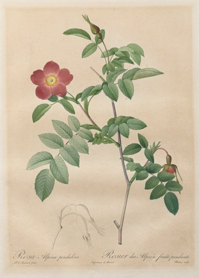 Les Roses: Rosa Alpina Pendulina by Pierre Joseph Redouté