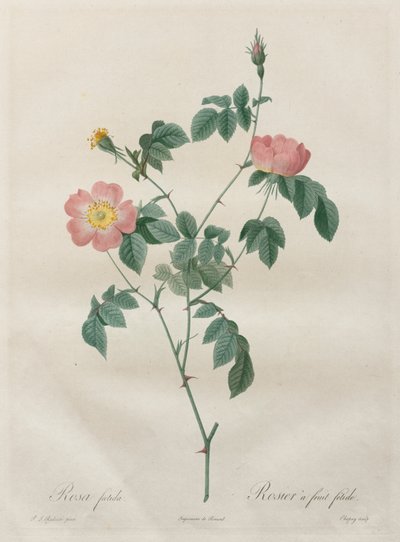 Les Roses: Rosa Indica by Pierre Joseph Redouté