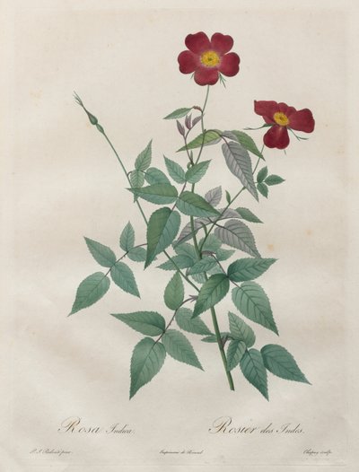 The Roses: Rosa Indica by Pierre Joseph Redouté