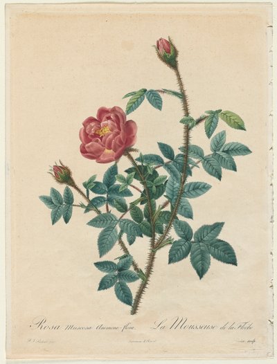 Moss Rose by Pierre Joseph Redouté