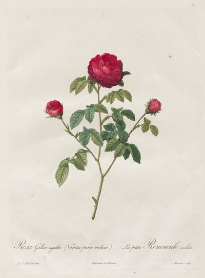 Provence or French Rose, 1817-1824 by Pierre Joseph Redouté