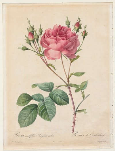 Rosa Centifolia Anglica Rubra by Pierre Joseph Redouté
