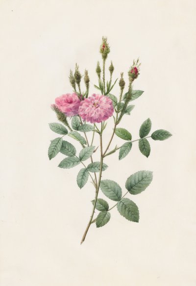 Rosa Pomponiana Muscosa by Pierre Joseph Redouté