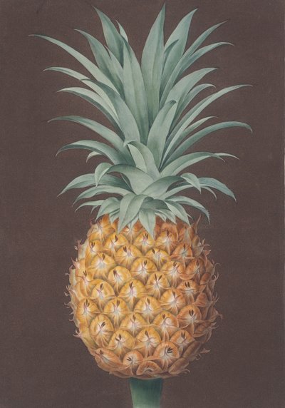The Smooth Leaved Green Antigua Pine by Henri Merke