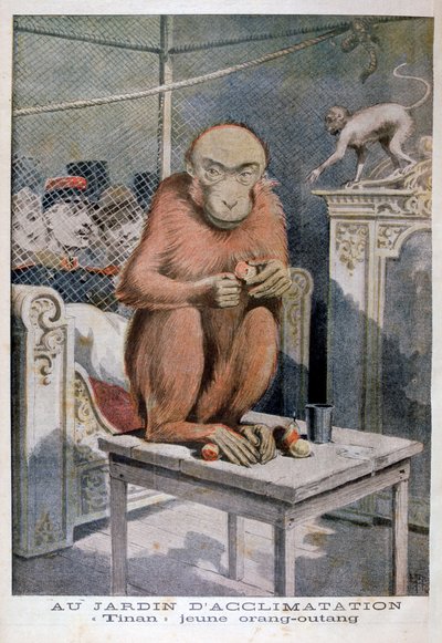 Tinan the orangutan, 1896 by Henri Meyer
