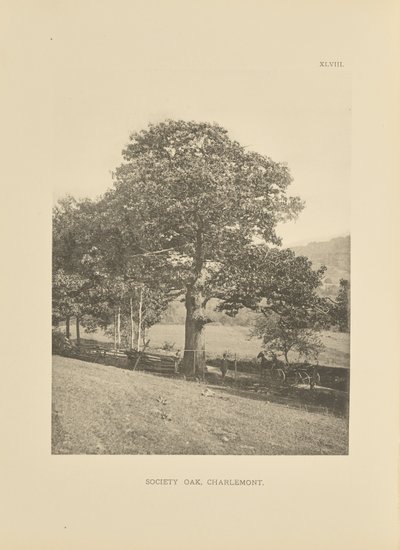 Society Oak, Charlemont by Henry Brooks