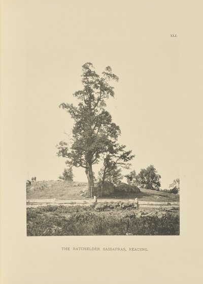 The Batchelder Sassafras, Reading by Henry Brooks