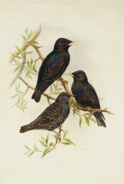 Common Starling by Henry Constantine Richter