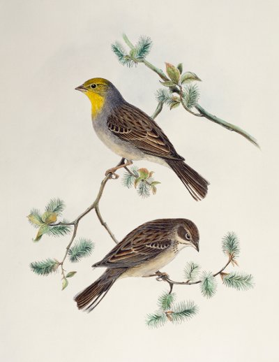 Emberiza cinerea, from Birds of Asia by Henry Constantine Richter