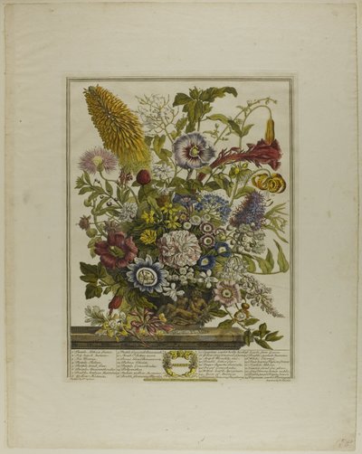 August, from Twelve Months of Flowers by Henry Fletcher