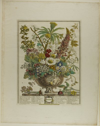 December, from Twelve Months of Flowers by Henry Fletcher