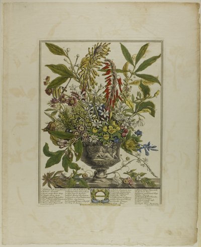 January, from Twelve Months of Flowers by Henry Fletcher