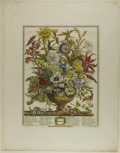 September, from Twelve Months of Flowers by Henry Fletcher