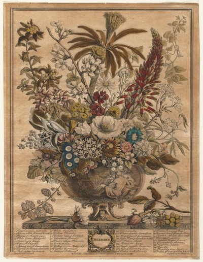 Twelve Months of Flowers: December by Henry Fletcher