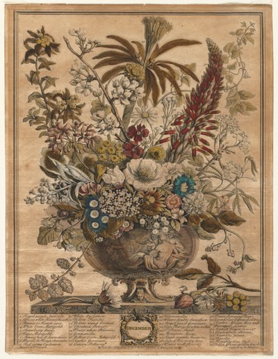 Twelve Months of Flowers: December, 1730 by Henry Fletcher