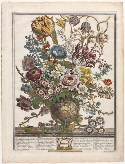 Twelve Months of Flowers: March by Henry Fletcher
