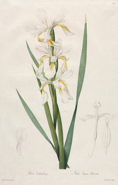 Gold-banded Iris by Henry Joseph Redouté