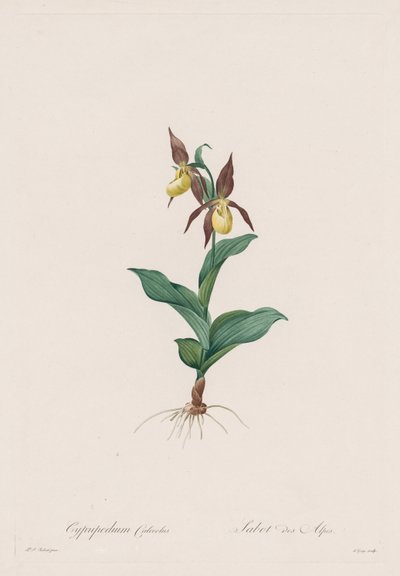 The Lilies: Cypripedium calceolus by Henry Joseph Redouté