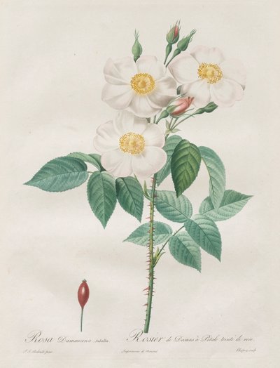 The Roses: Rosa Damascena, subalba by Henry Joseph Redouté