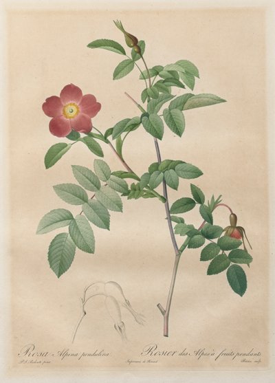 The Roses: Rosa alpina pendulina by Henry Joseph Redouté