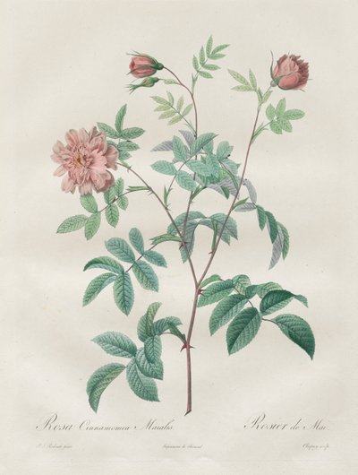 The Roses: Rosa cinnamomea by Henry Joseph Redouté