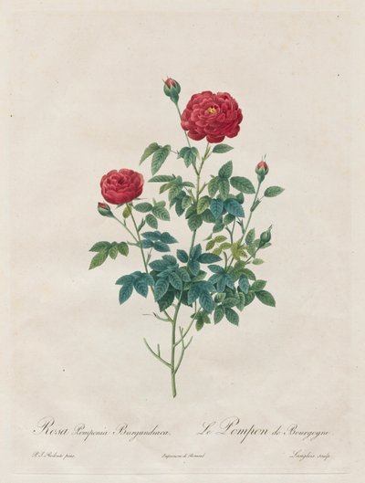 Pompon Rose by Henry Joseph Redouté