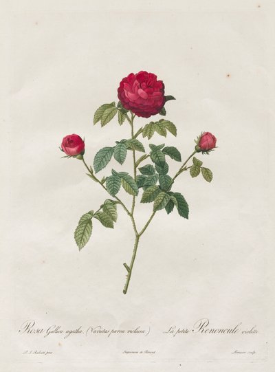 Provence or French Rose by Henry Joseph Redouté
