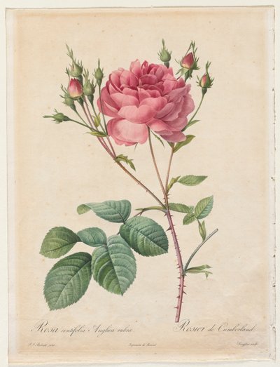 Rosa Centifolia Anglica Rubra by Henry Joseph Redouté