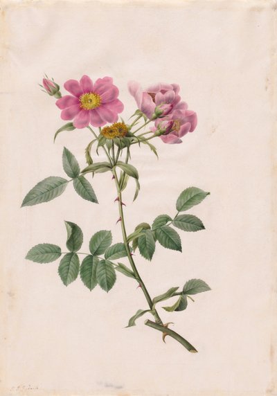 Rosa Collina Monsoniana by Henry Joseph Redouté