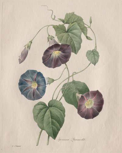 Star-glory Morning-glory by Henry Joseph Redouté