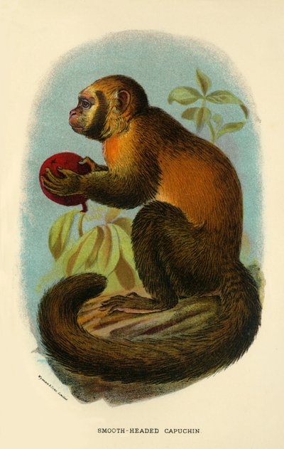 Smooth-Headed Capuchin by Henry Ogg Forbes