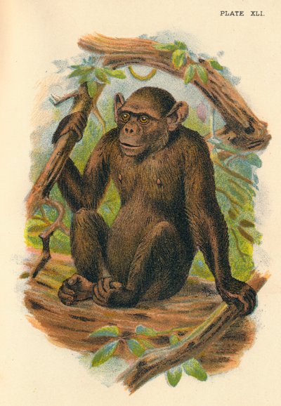 The Bald Chimpanzee by Henry Ogg Forbes