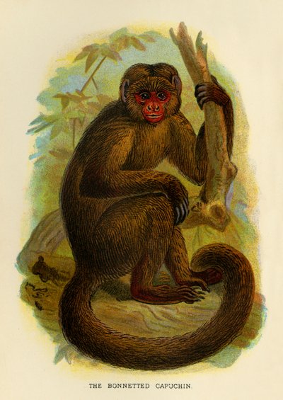 The Bonneted Capuchin by Henry Ogg Forbes