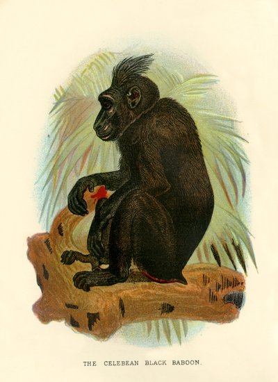 The Celebean Black Baboon by Henry Ogg Forbes