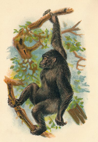 The Gorilla, 1897 by Henry Ogg Forbes