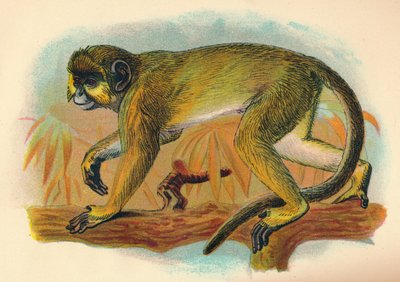 The Talapoin by Henry Ogg Forbes