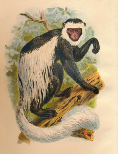 The White-Tailed Guereza by Henry Ogg Forbes