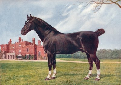 Hackney stallion Danegelt, c1905-1910 by Henry Powell Palfrey