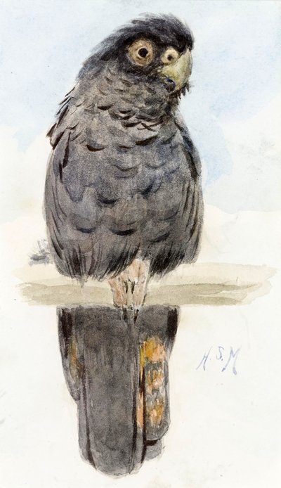 A Black Cockatoo, c.1890 by Henry Stacey Marks