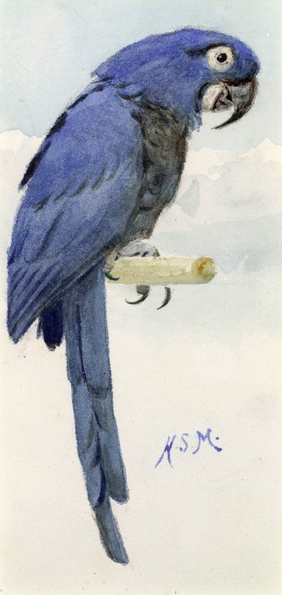 Hyacinth Macaw, c.1890 by Henry Stacey Marks